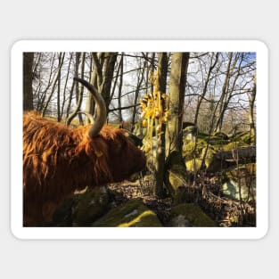 Scottish Highland Cattle Cow and Easter eggs 2348 Sticker